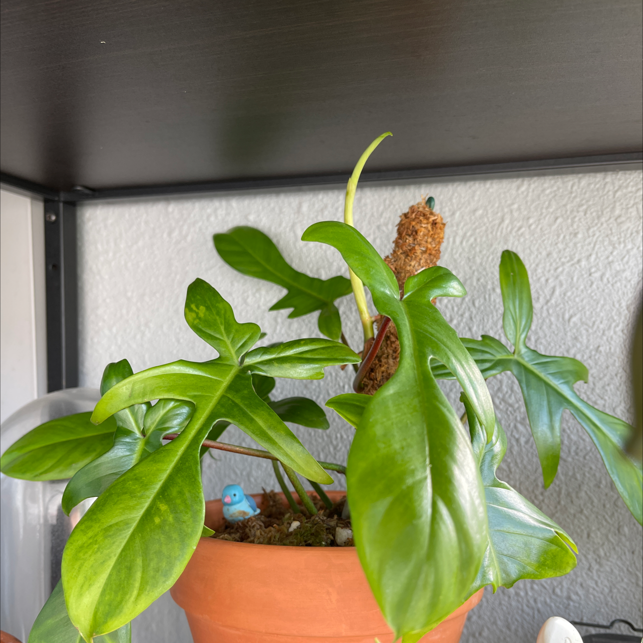Philodendron 'Florida' plant in a terracotta pot with vibrant green leaves.