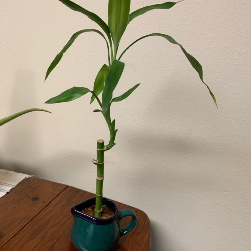 Healthy lucky bamboo plant with green leaves in teal ceramic pot, stalks tied together for shaping, on wooden surface.