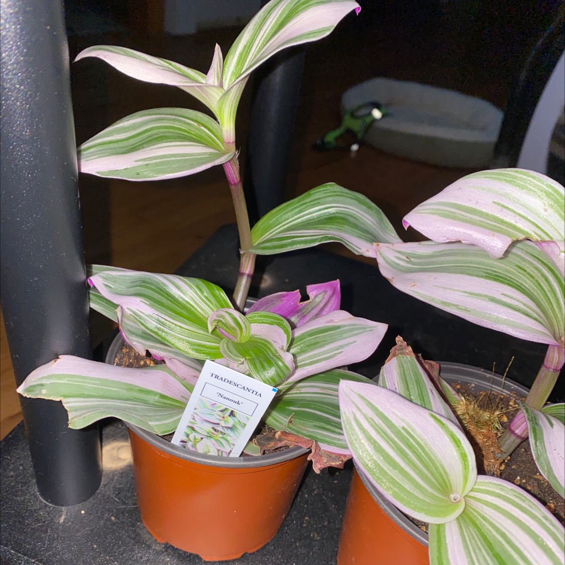 Healthy variegated Small-Leaf Spiderwort plant with lush green and white striped leaves growing in orange pot indoors.