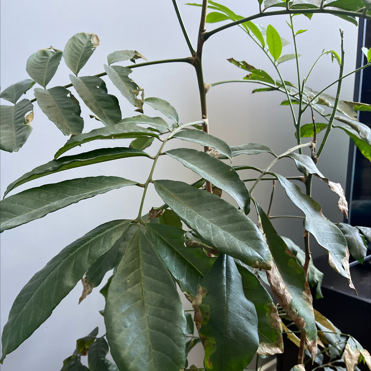 Lucky Bean Tree with broad green leaves, some browning at the edges.