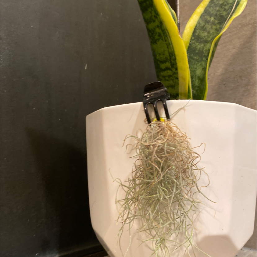 Spanish Moss attached to a fork in a white pot with another plant.