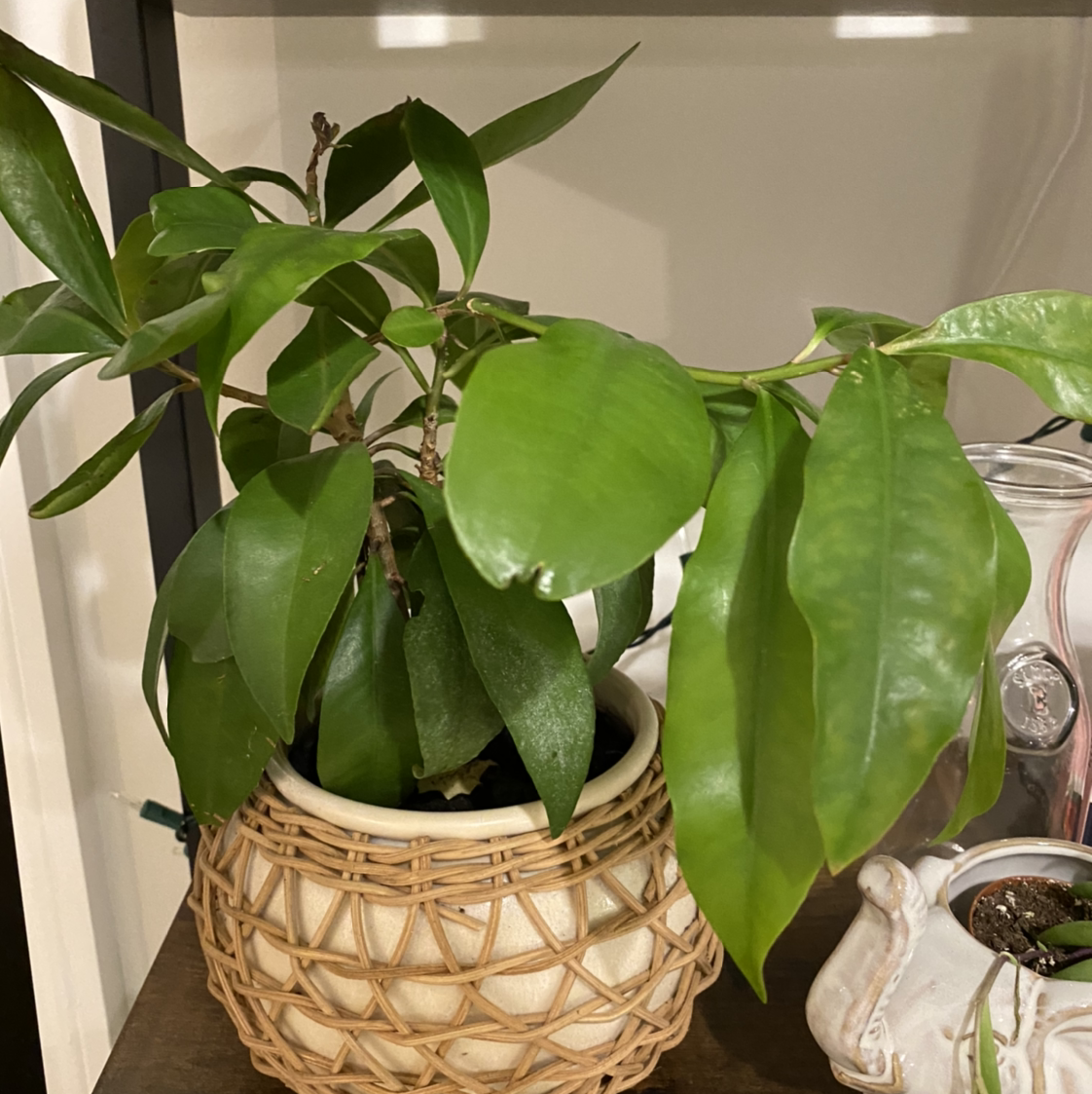 A healthy Shoebutton plant in a woven pot with broad green leaves.