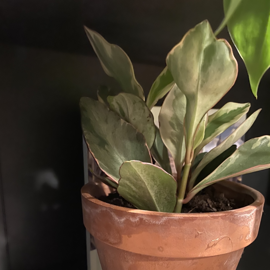 Potted Jelly Plant with broad, variegated leaves in a terracotta pot.