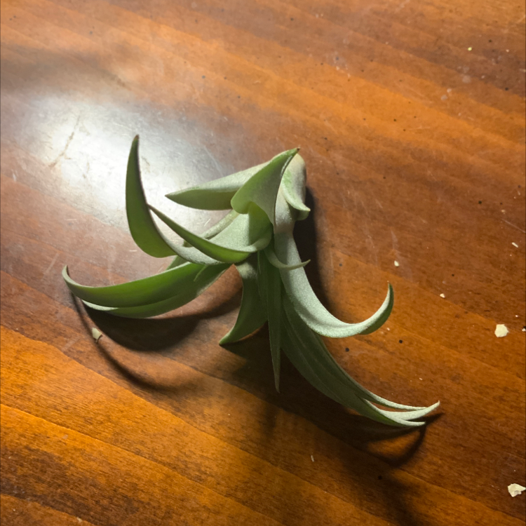 Photo of the plant species Tillandsia ionantha 'Vanhyningii' by Hannah named Your plant on Greg, the plant care app
