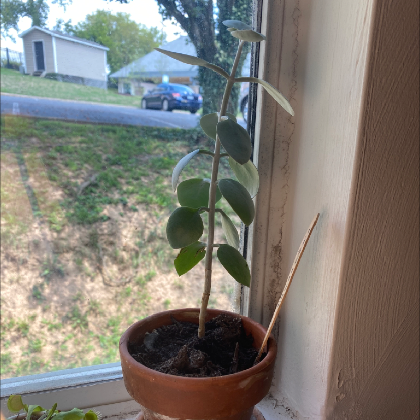 Photo of the plant species Silver Teaspoons by @plantgirl420 named Francesca on Greg, the plant care app