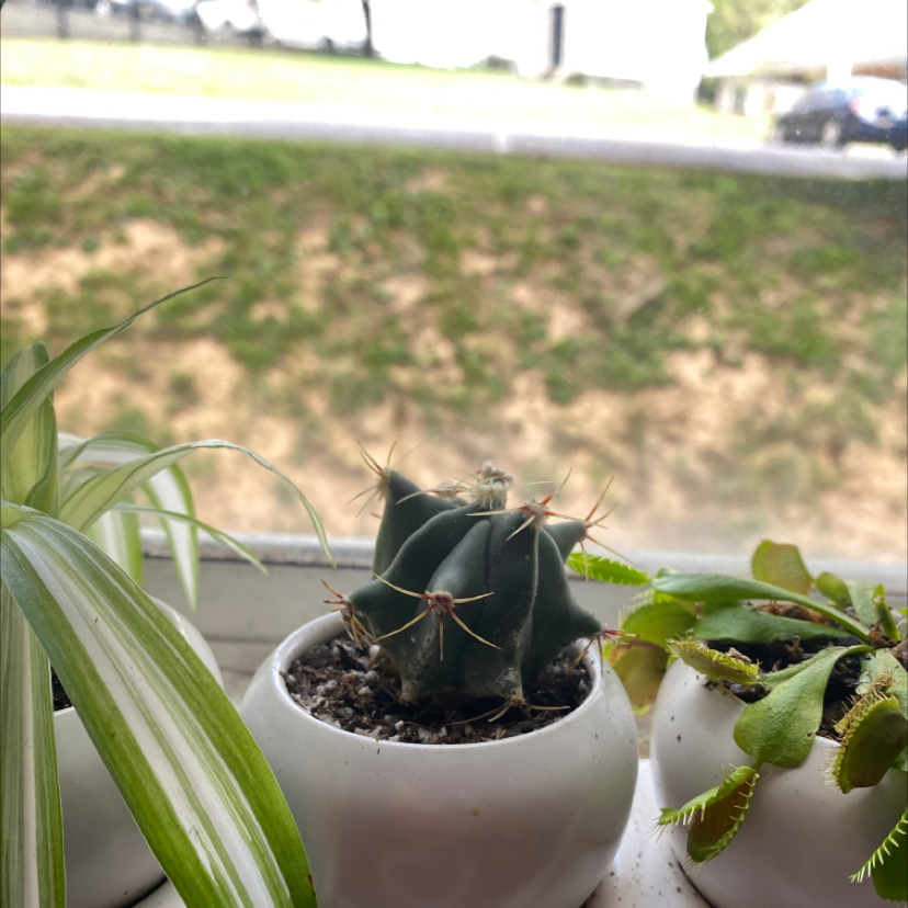 Photo of the plant species Devil's Tongue Barrel Cactus by @plantgirl420 named Curly on Greg, the plant care app