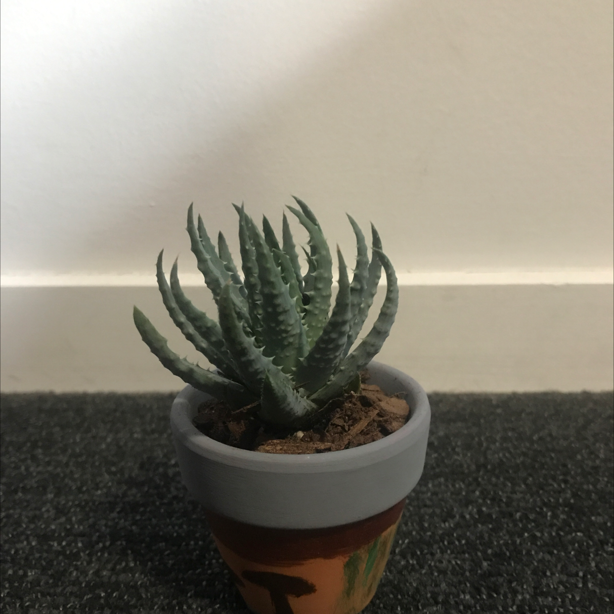 Photo of the plant species Aloe 'Crosby's Prolific' by @Juxtaplants named Seven centimetres on Greg, the plant care app