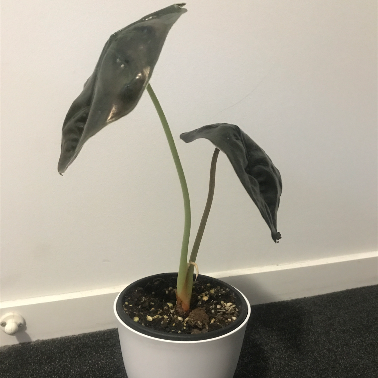 Alocasia ‘Red Secret’ plant with wilting, discolored leaves in a white pot.