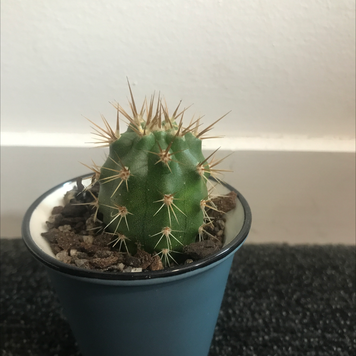 Photo of the plant species Blue Cereus by @Juxtaplants named Pax on Greg, the plant care app