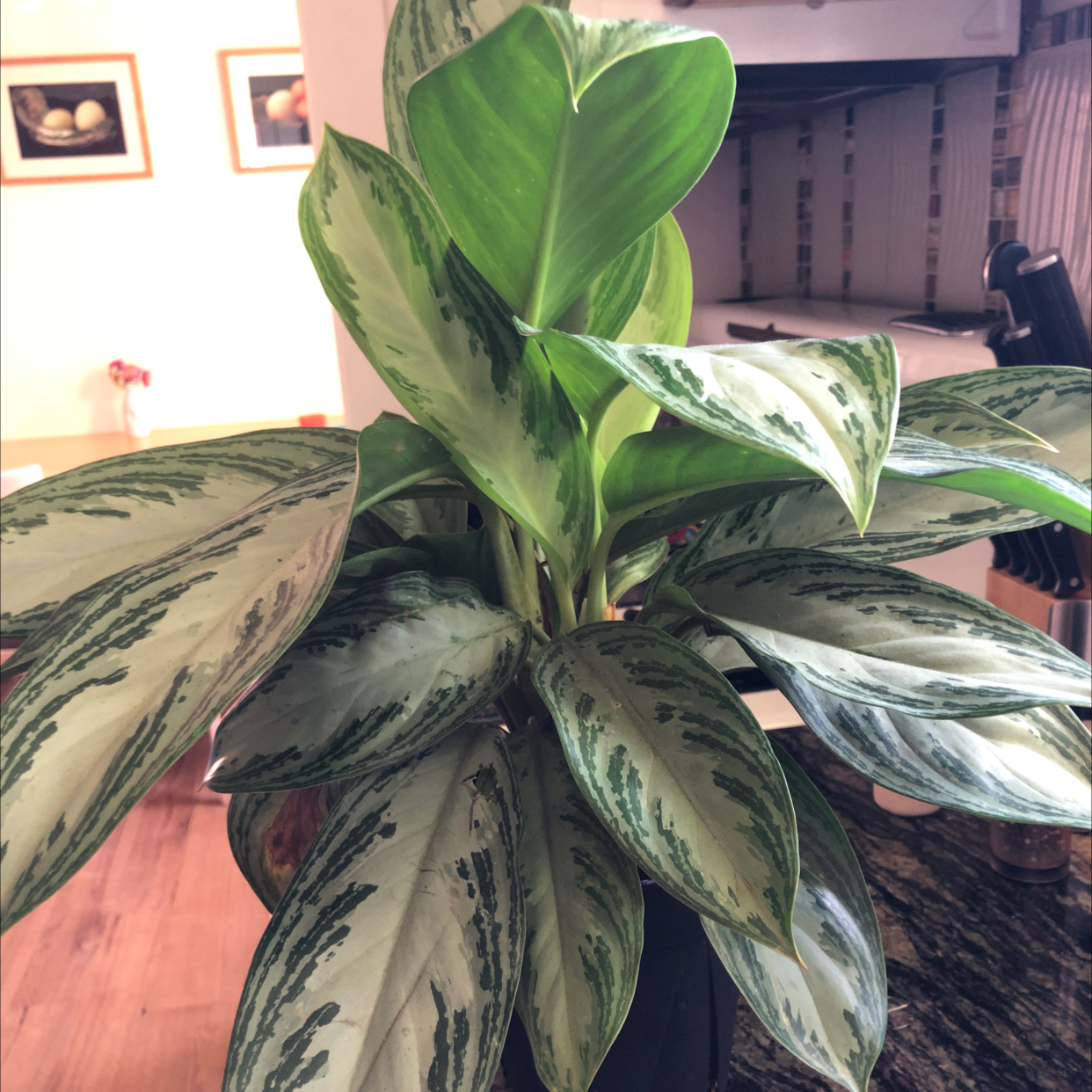 Aglaonema 'Silver Bay' plant with vibrant green and silver variegated leaves.
