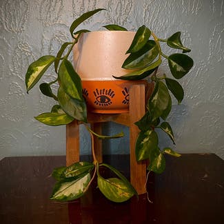 Hoya Carnosa Tricolor plant in Scranton, Pennsylvania