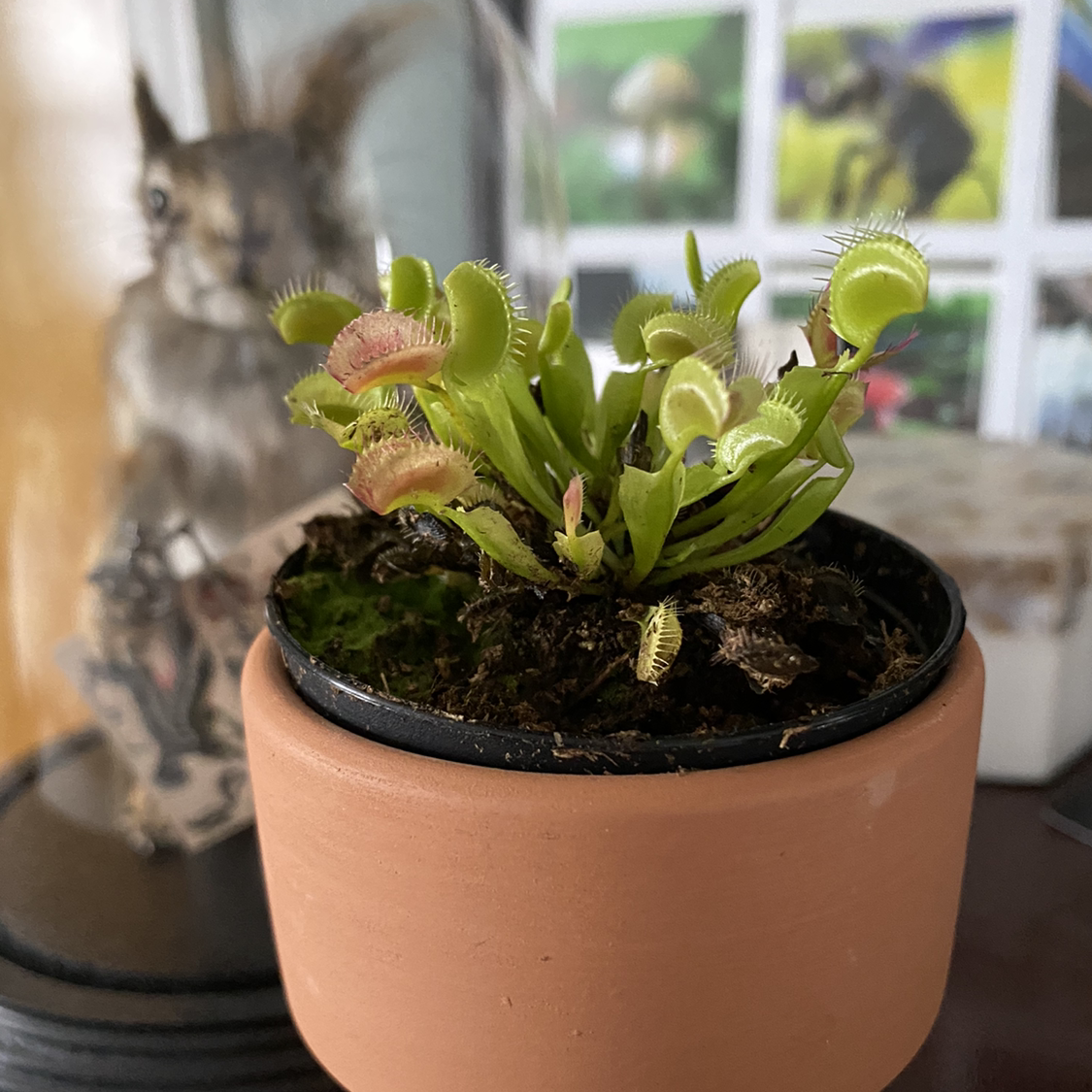 Red Piranha plant photo by @carrie named Killer on Greg, the plant care app.