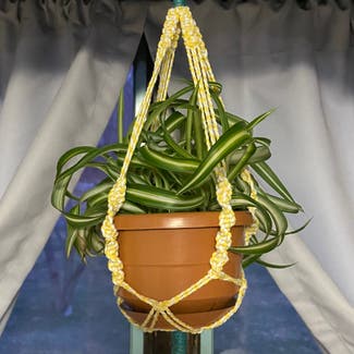 Spider Plant plant in Scranton, Pennsylvania