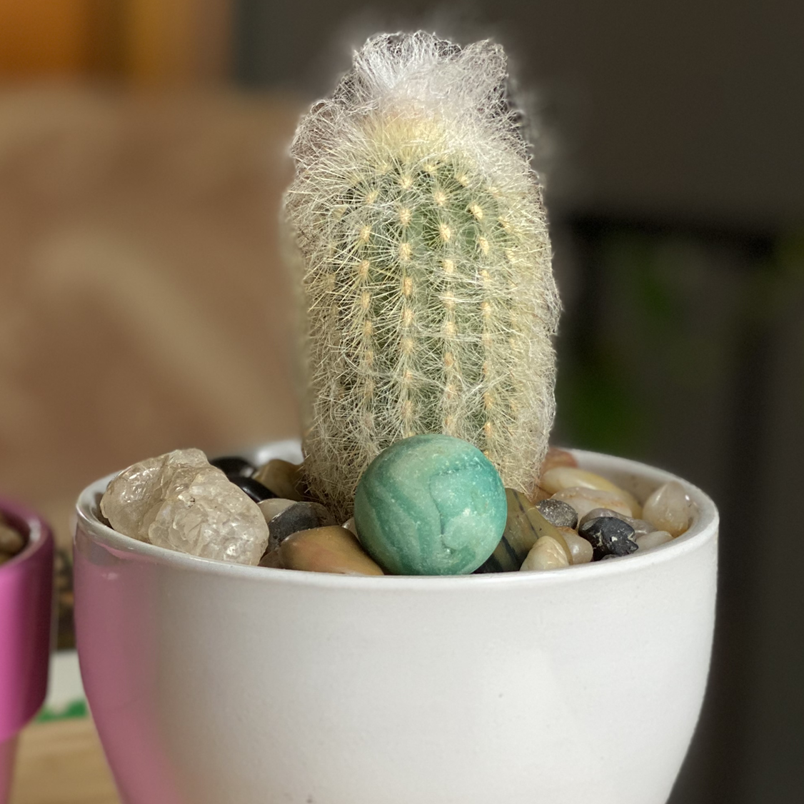 Peruvian Old Man Cactus in a white pot with decorative stones.