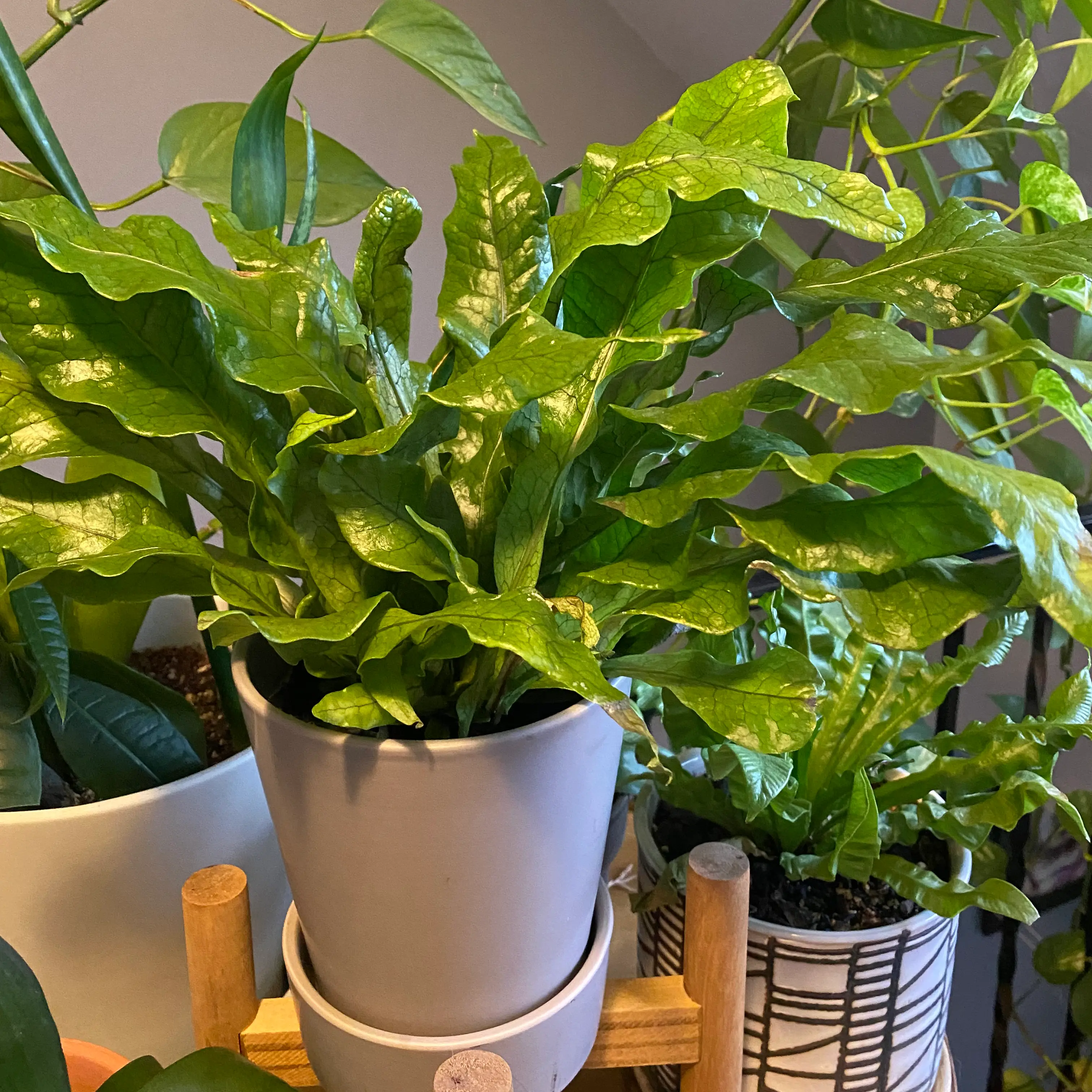 Healthy Crocodile Fern in a pot with vibrant green leaves, other plants in the background.