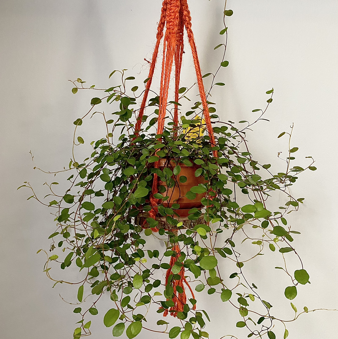 Maidenhair Vine in a hanging pot with healthy green leaves.