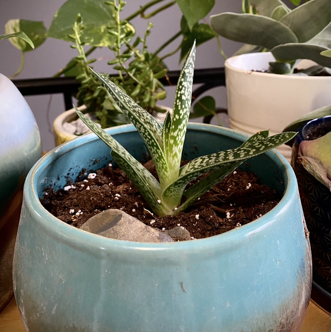 Photo of the plant species Ox Tongue by @carrie named Blue on Greg, the plant care app