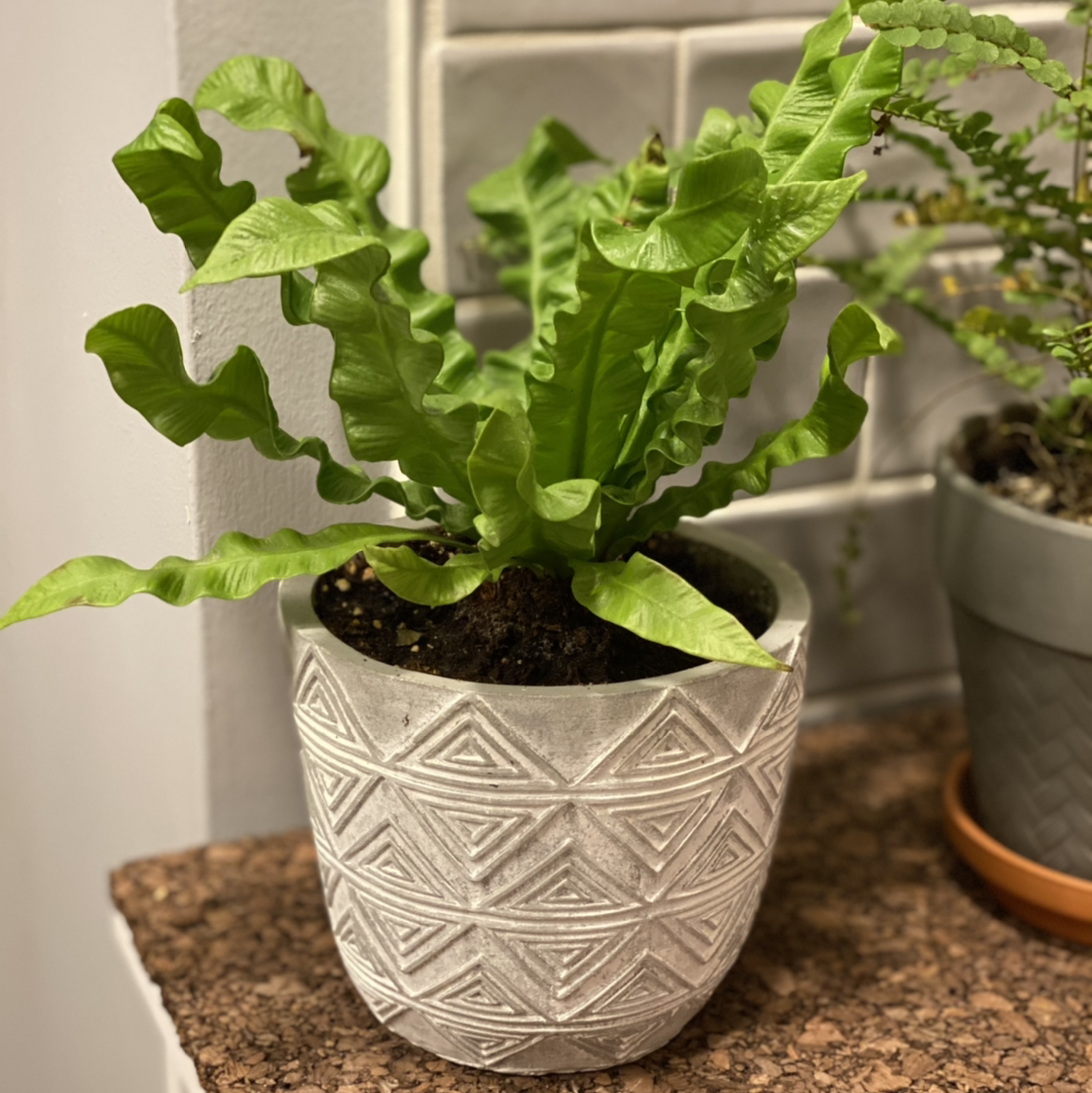 Photo of the plant species Japanese Bird's Nest Fern by @carrie named Coco on Greg, the plant care app