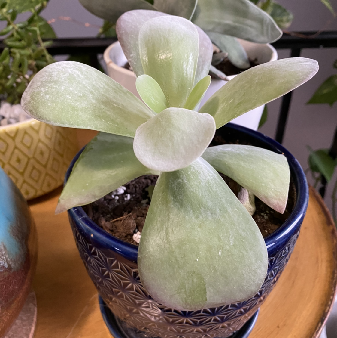 Flapjacks plant (Kalanchoe thyrsiflora) in a blue pot, healthy and well-framed.