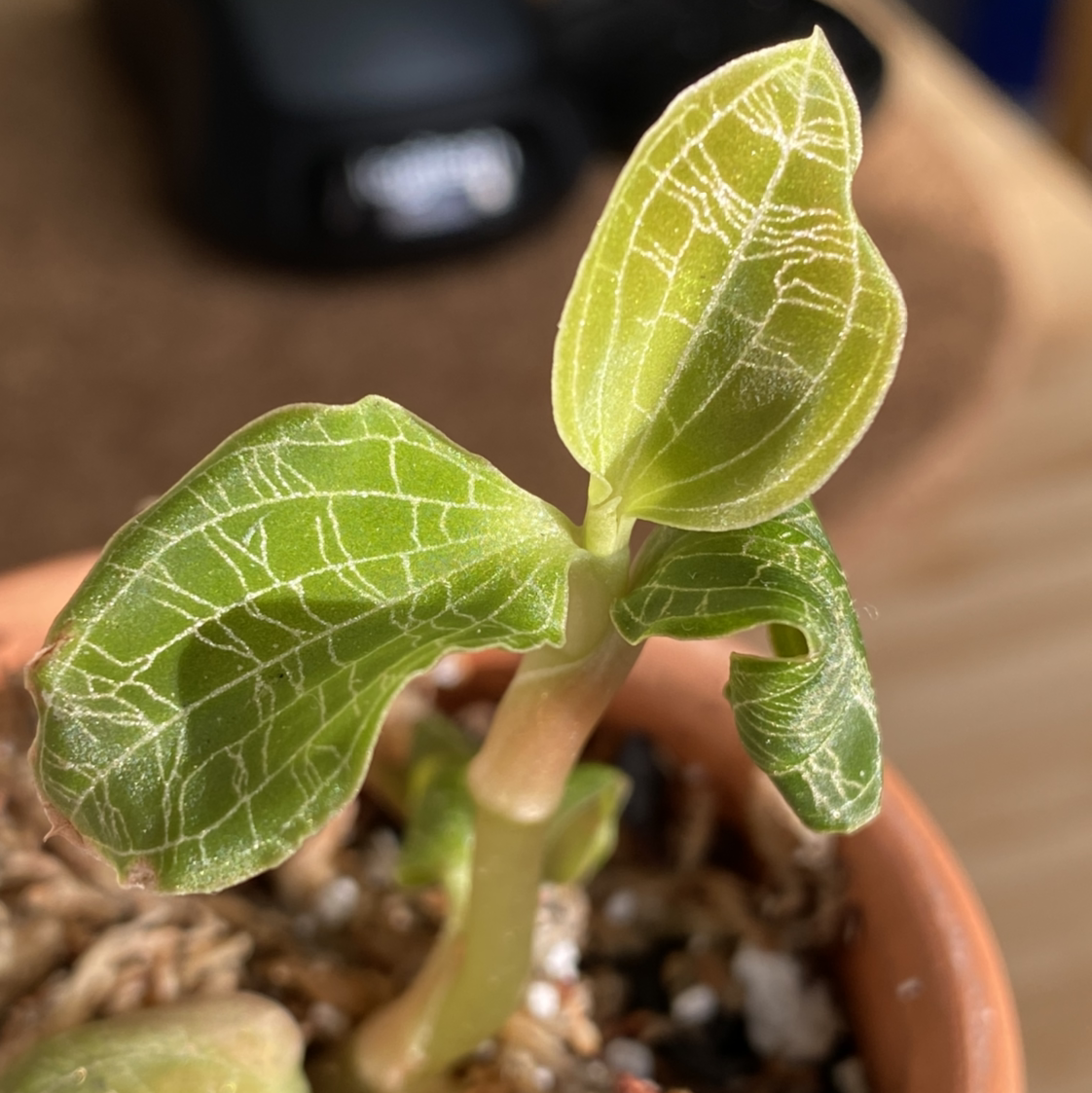 Photo of the plant species Lightning Bolt Jewel Orchid by @carrie named Macy on Greg, the plant care app