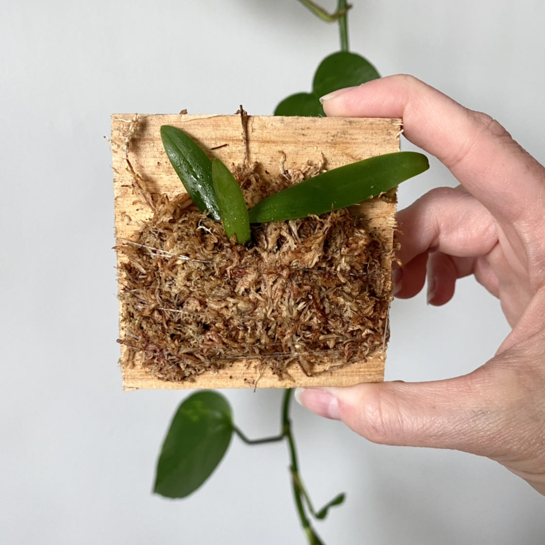 Photo of the plant species Sedirea japonica by @carrie named Sid on Greg, the plant care app