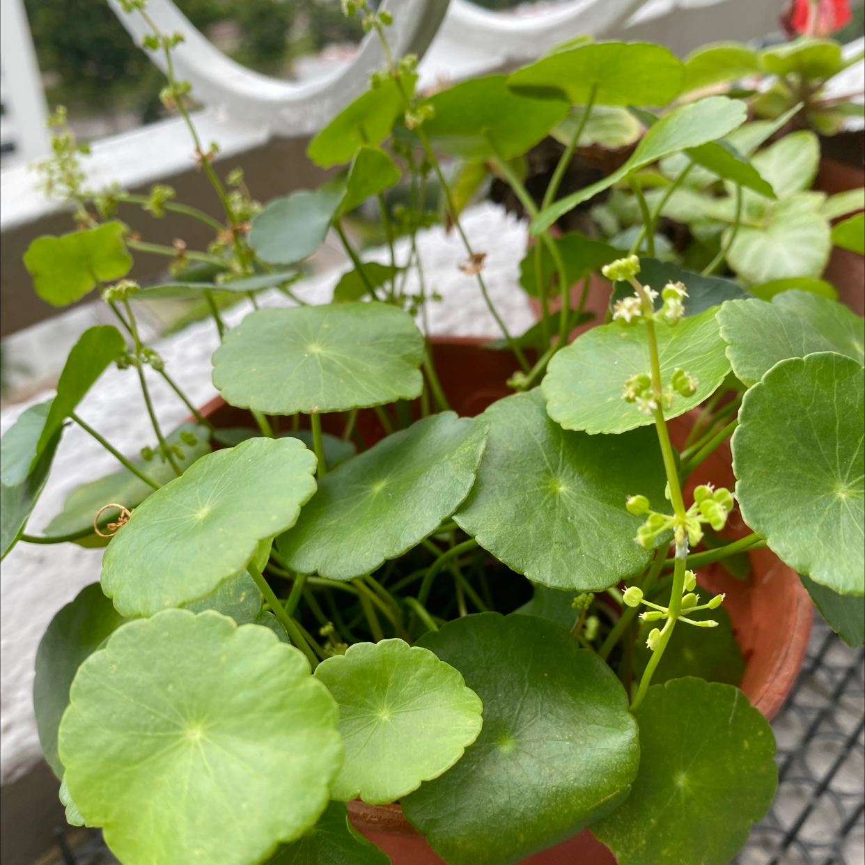 Manyflower Marshpennywort plant in a pot with green leaves and small flowers.