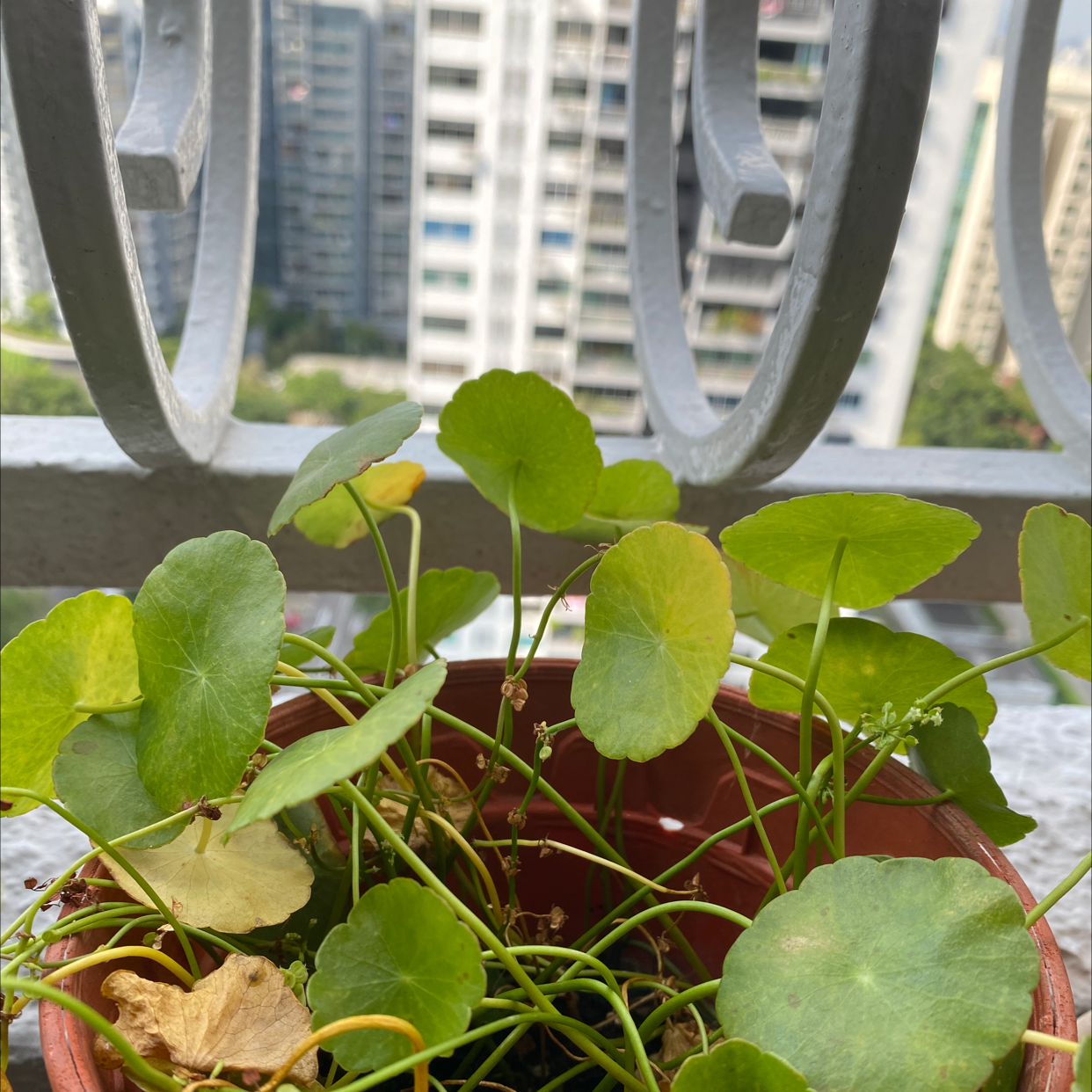 Potted Manyflower Marshpennywort with some yellowing and browning leaves on a balcony.