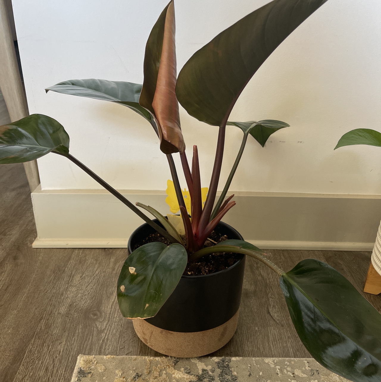 Philodendron 'Red Congo' plant in a pot with one browning leaf, placed indoors on a wooden floor.