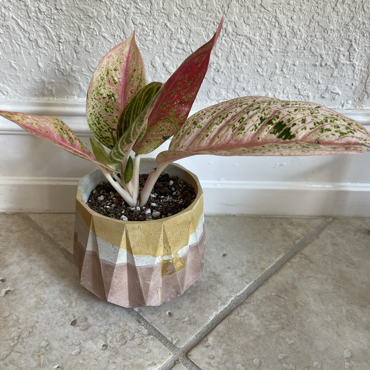 Photo of the plant species Aglaonema 'Legacy' by Ashley named Aggie on Greg, the plant care app