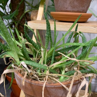 Aloe Vera plant in Warlingham, England