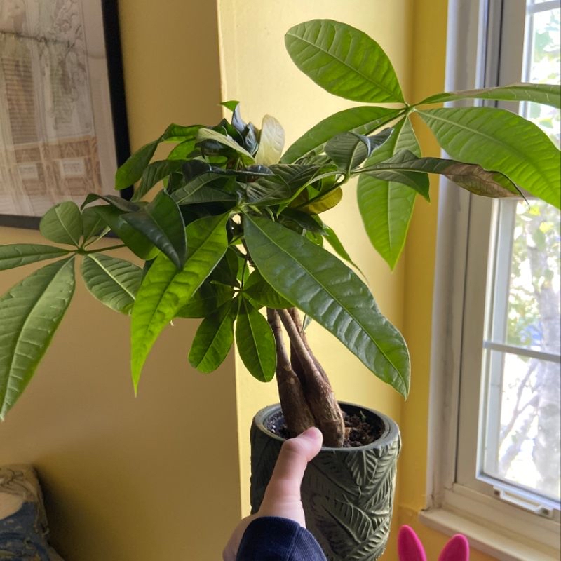 Healthy Money Tree plant with vibrant green umbrella-like leaves in decorative planter, held by human hand showcasing foliage.