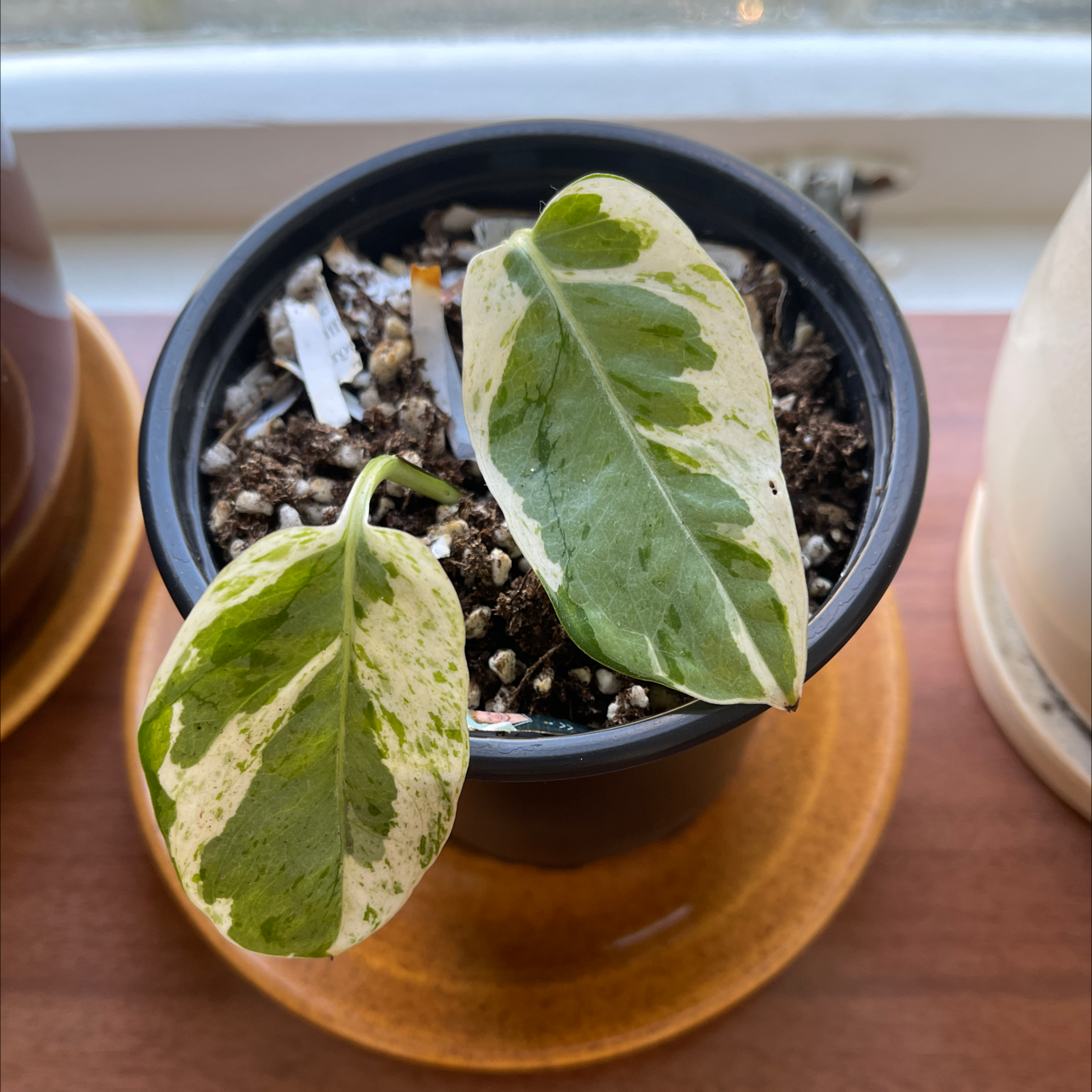 Glacier Pothos plant in a small pot with variegated green and white leaves.