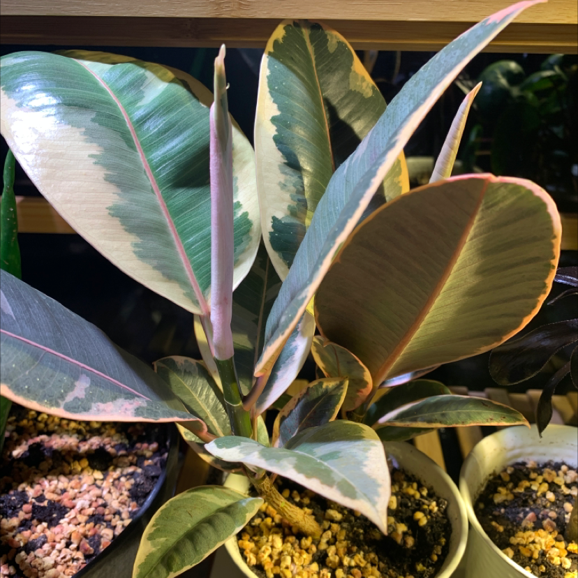 Rubber Plant plant photo by Megan named Your plant on Greg, the plant care app.