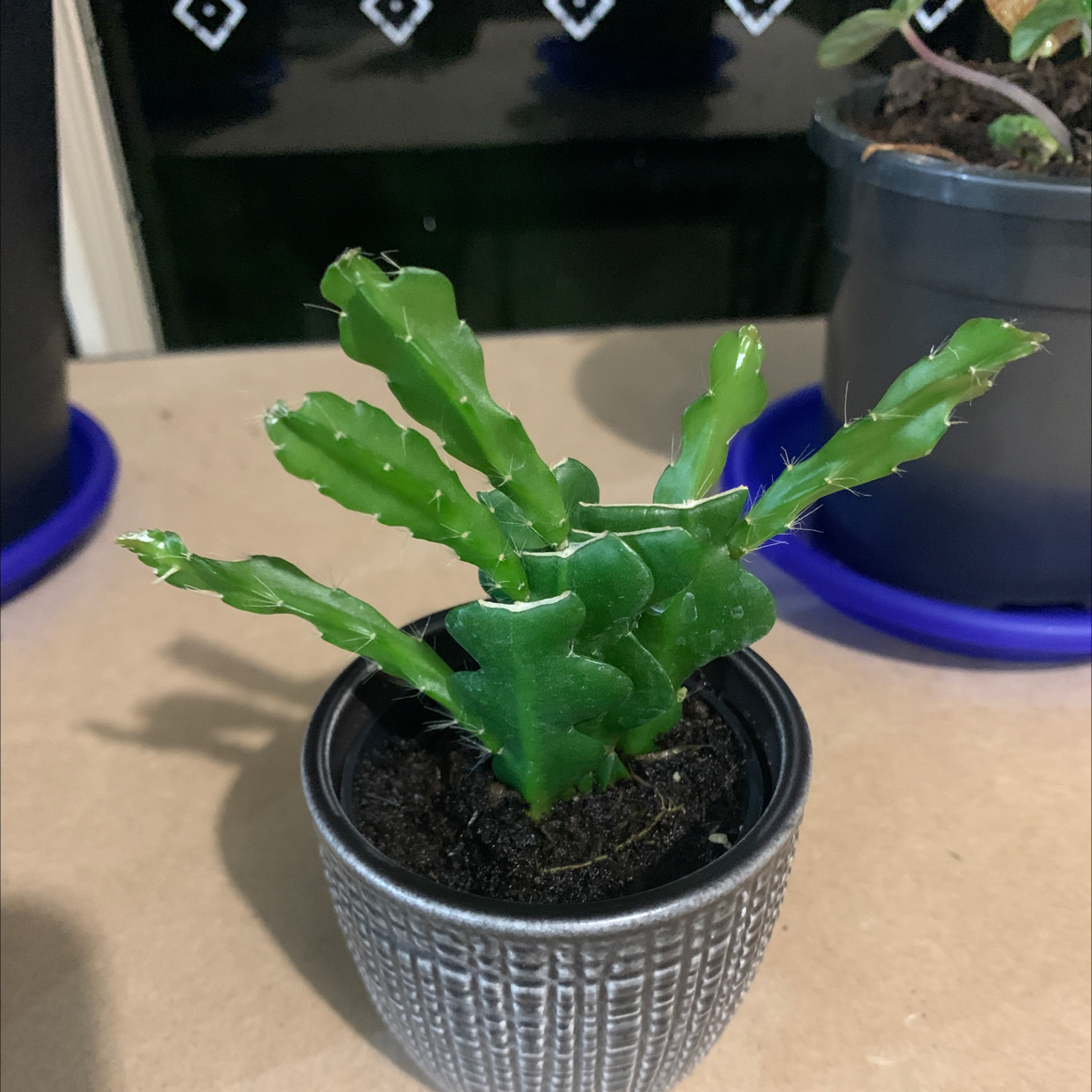 A healthy Rhipsalis paradoxa plant in a small pot with visible soil.