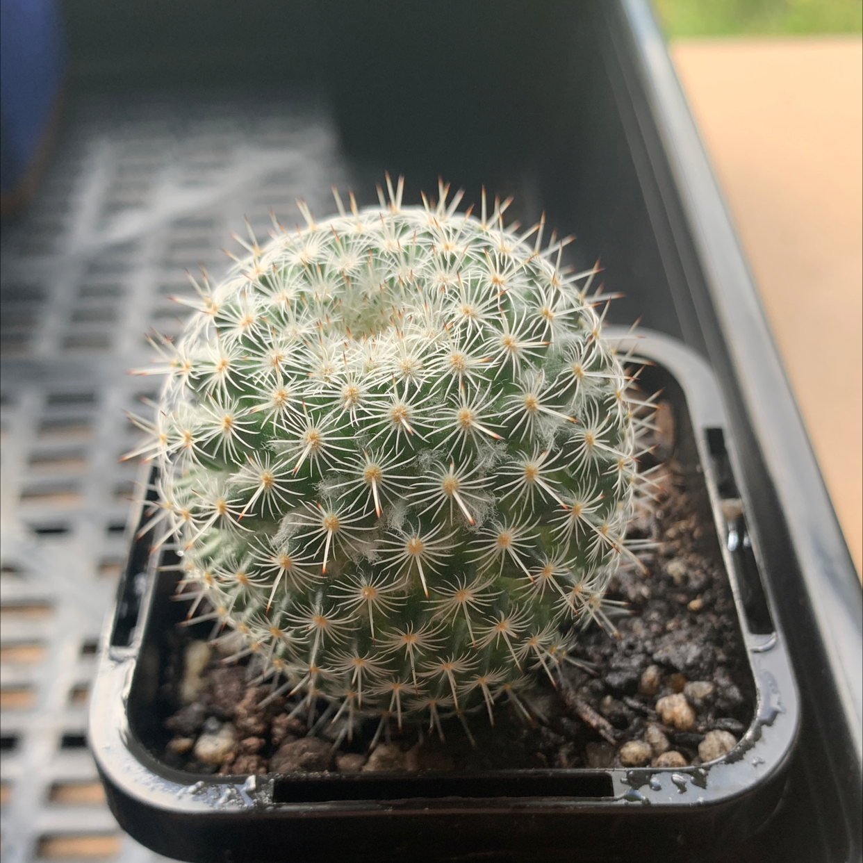 10 Cups Custom Soil Mix For Cactus & Spined Succulents - Fast Draining, US Made 6 thumbnail image