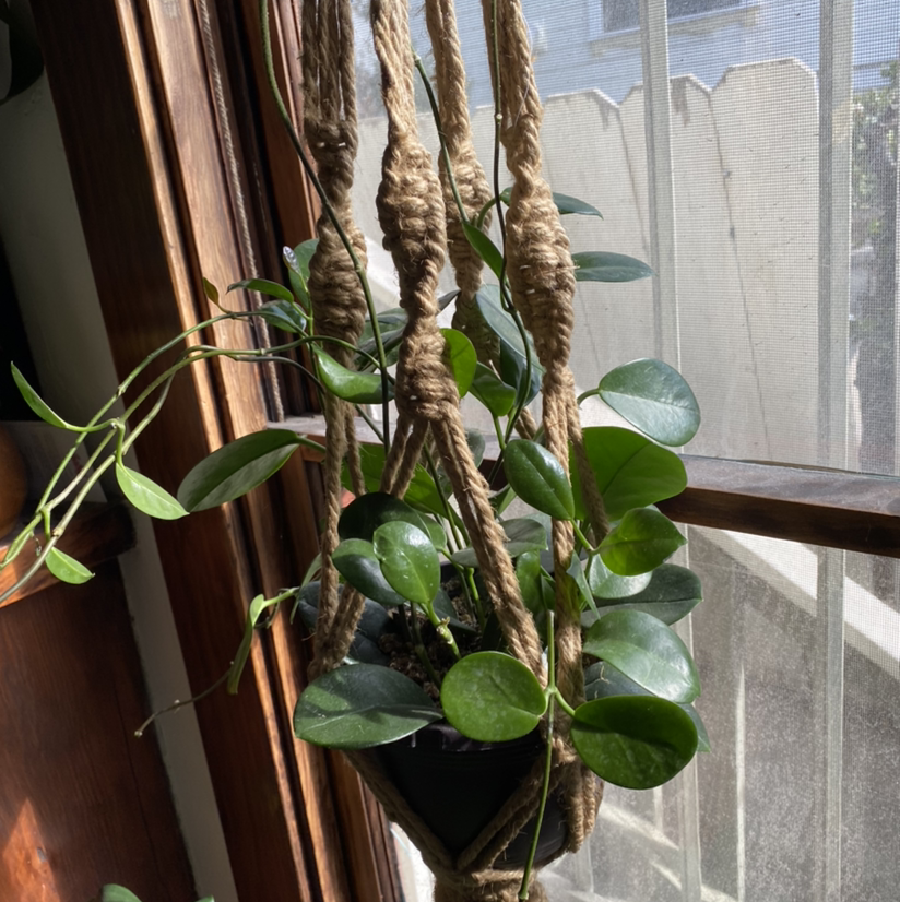 Waxvine plant in a hanging pot near a window with healthy green leaves.