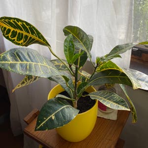 Croton 'Petra' plant photo by @jayrayriv named Caren with a C on Greg, the plant care app.