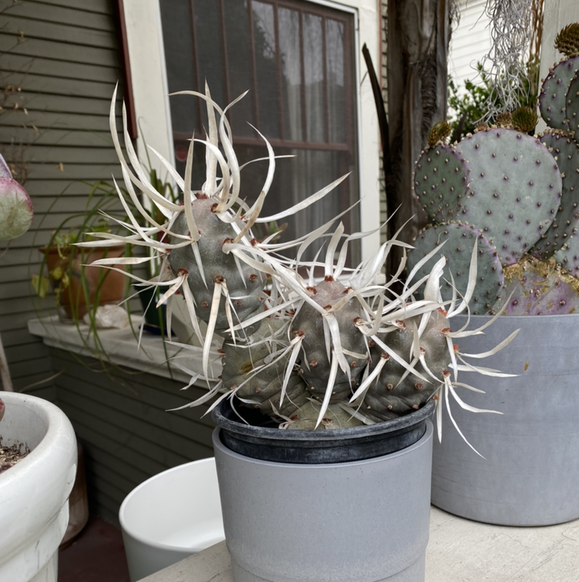 Paper Spine Cactus in a pot with another cactus in the background.