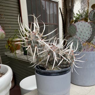 Paper Spine Cactus plant in San Diego, California