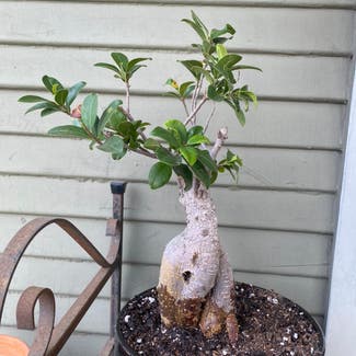 Ficus Ginseng plant in San Diego, California
