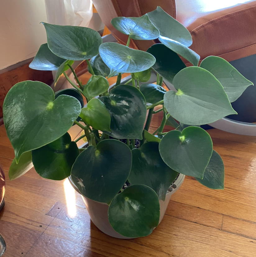 Healthy Raindrop Peperomia plant with glossy green leaves in a pot.