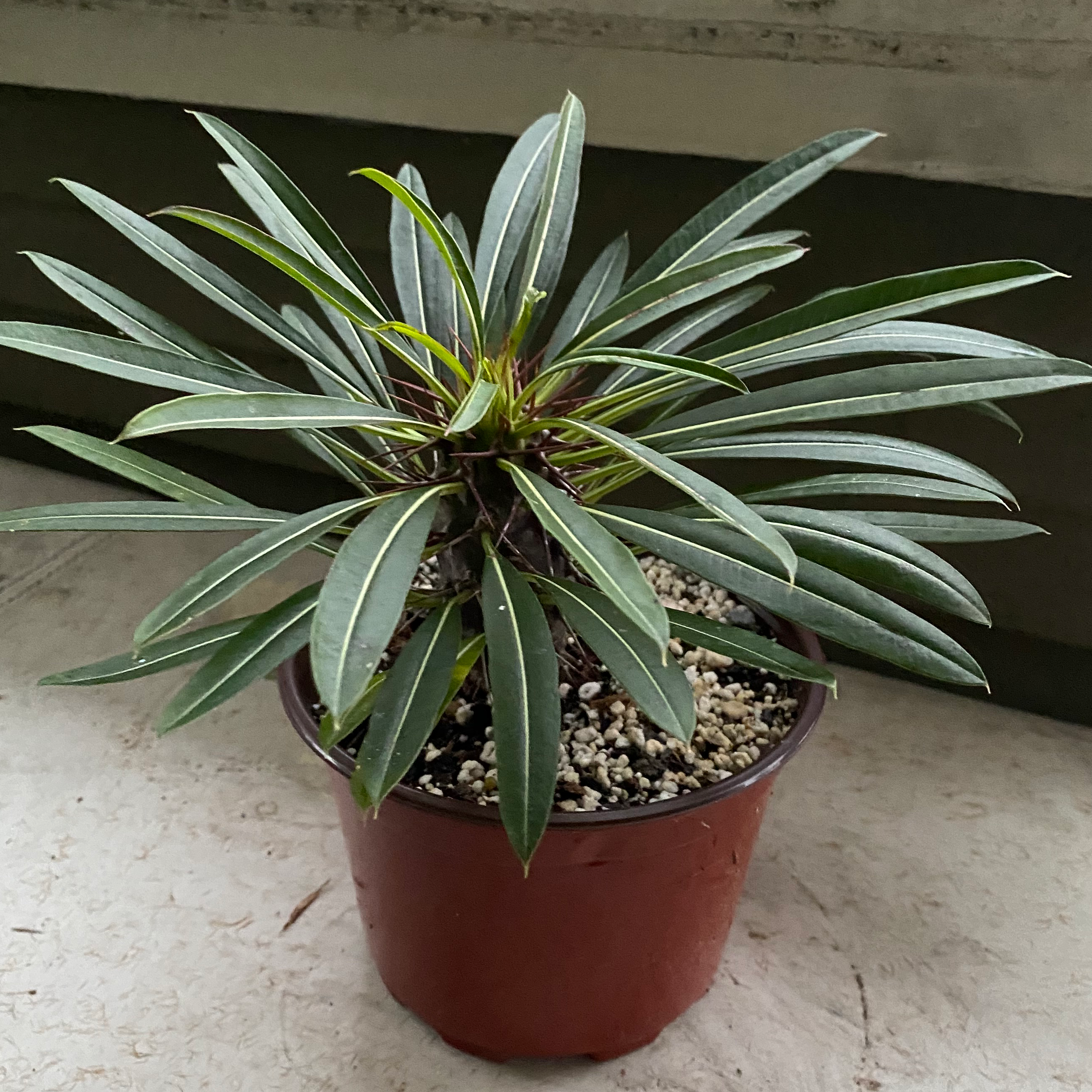 Madagascar Palm plant in a pot with visible soil, healthy green leaves, well-framed and in focus.