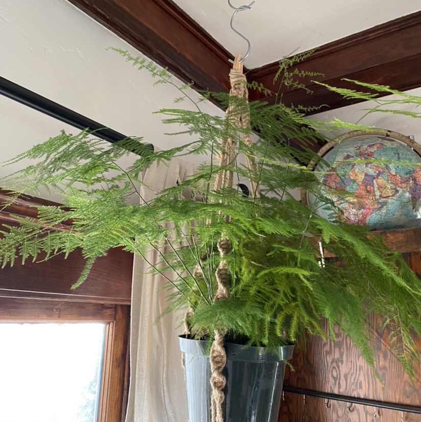 Healthy, thriving Asparagus Fern with lush green fronds, hanging in a well-lit indoor space near a decorative globe.