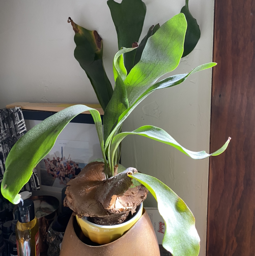 Elkhorn Fern in a pot with some browning on leaf tips.