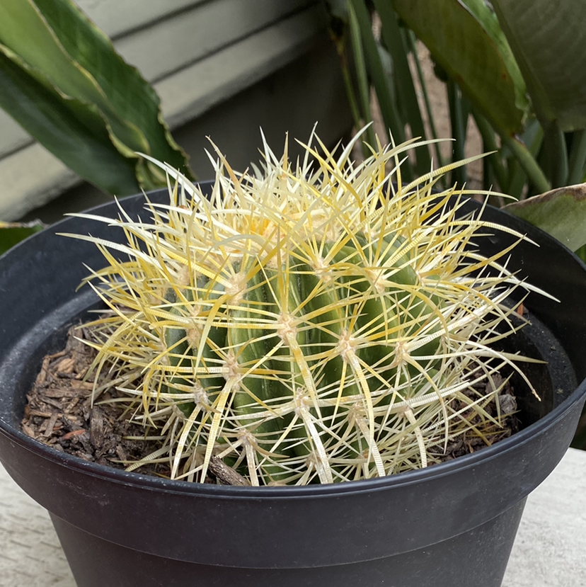 Balloon Cactus in a black pot with yellow spines, well-centered and healthy.