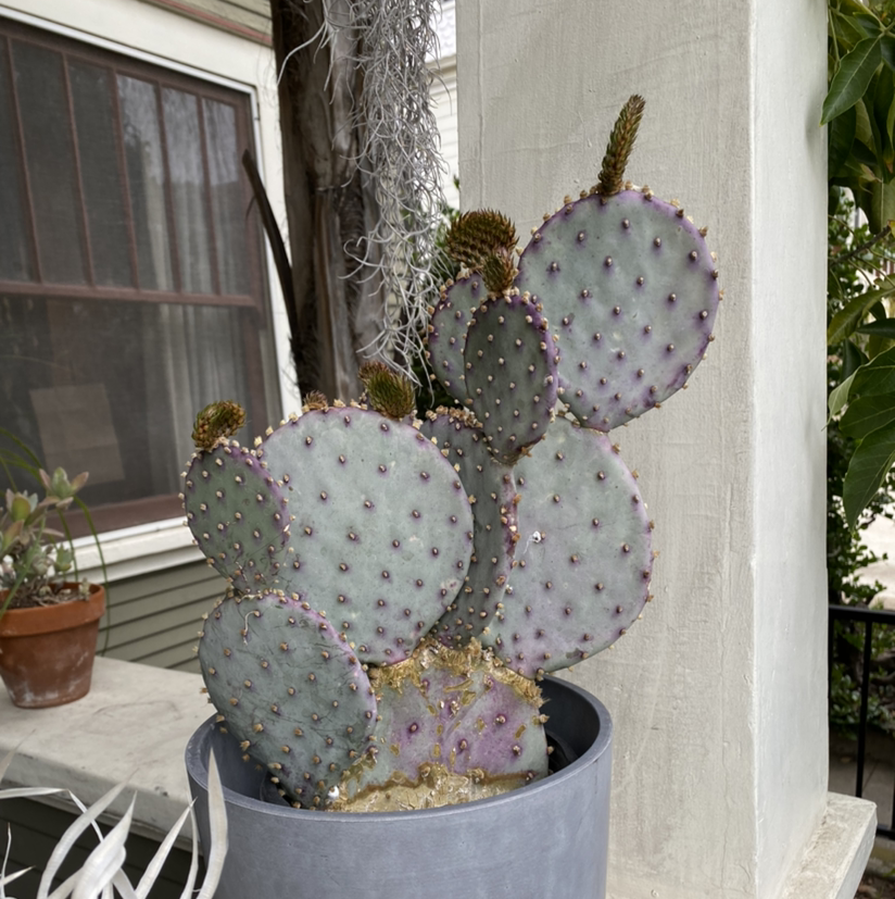 Photo of the plant species Violet Prickly Pear by @jayrayriv named Skip on Greg, the plant care app