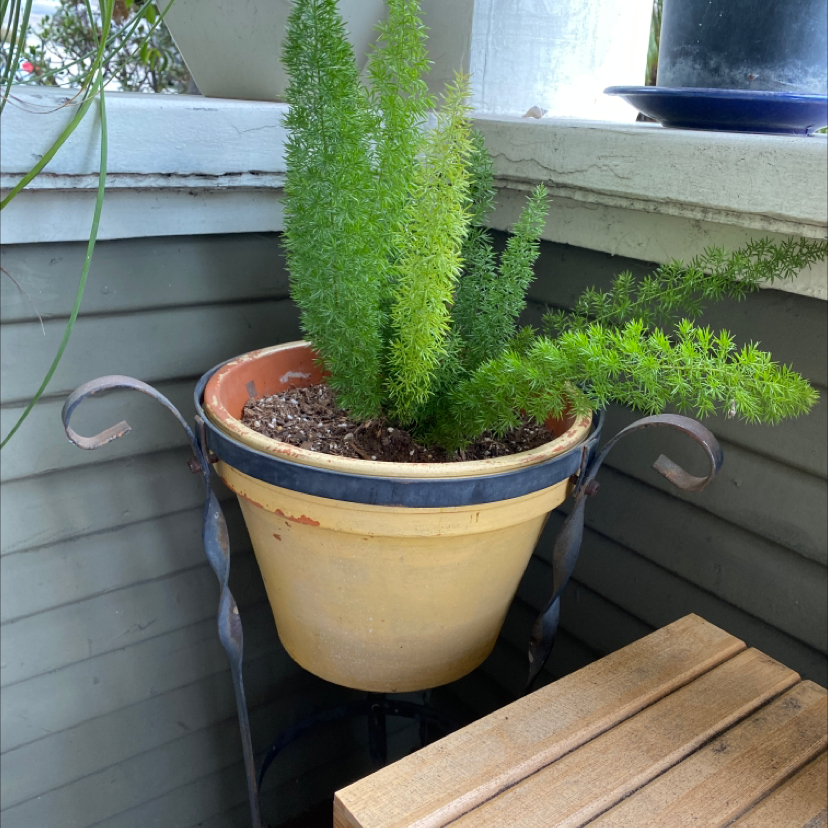 Healthy plume asparagus plant with lush green foliage growing in a yellow ceramic pot on a wooden surface outdoors.