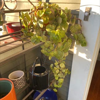 Swedish Ivy plant in San Diego, California