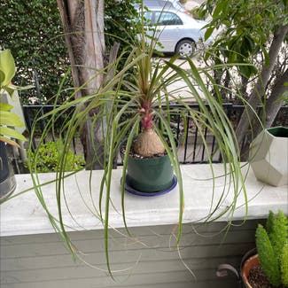 Ponytail Palm plant in San Diego, California