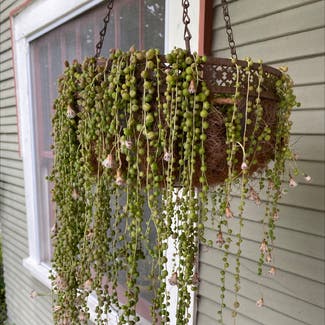 String of Pearls plant in San Diego, California